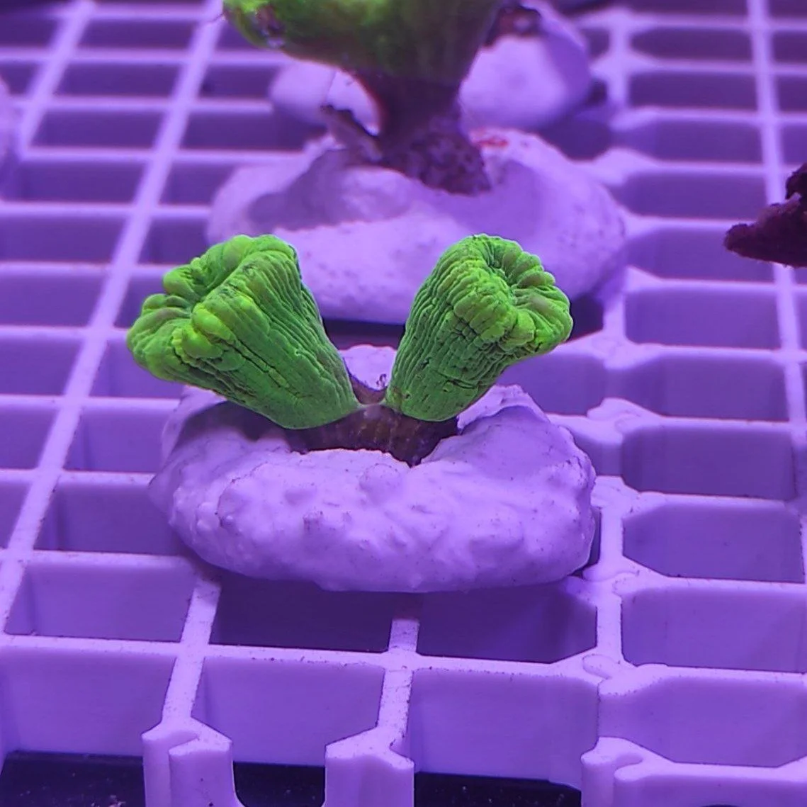 Basette per coralli – mini rocks 25 pz. - immagine 5