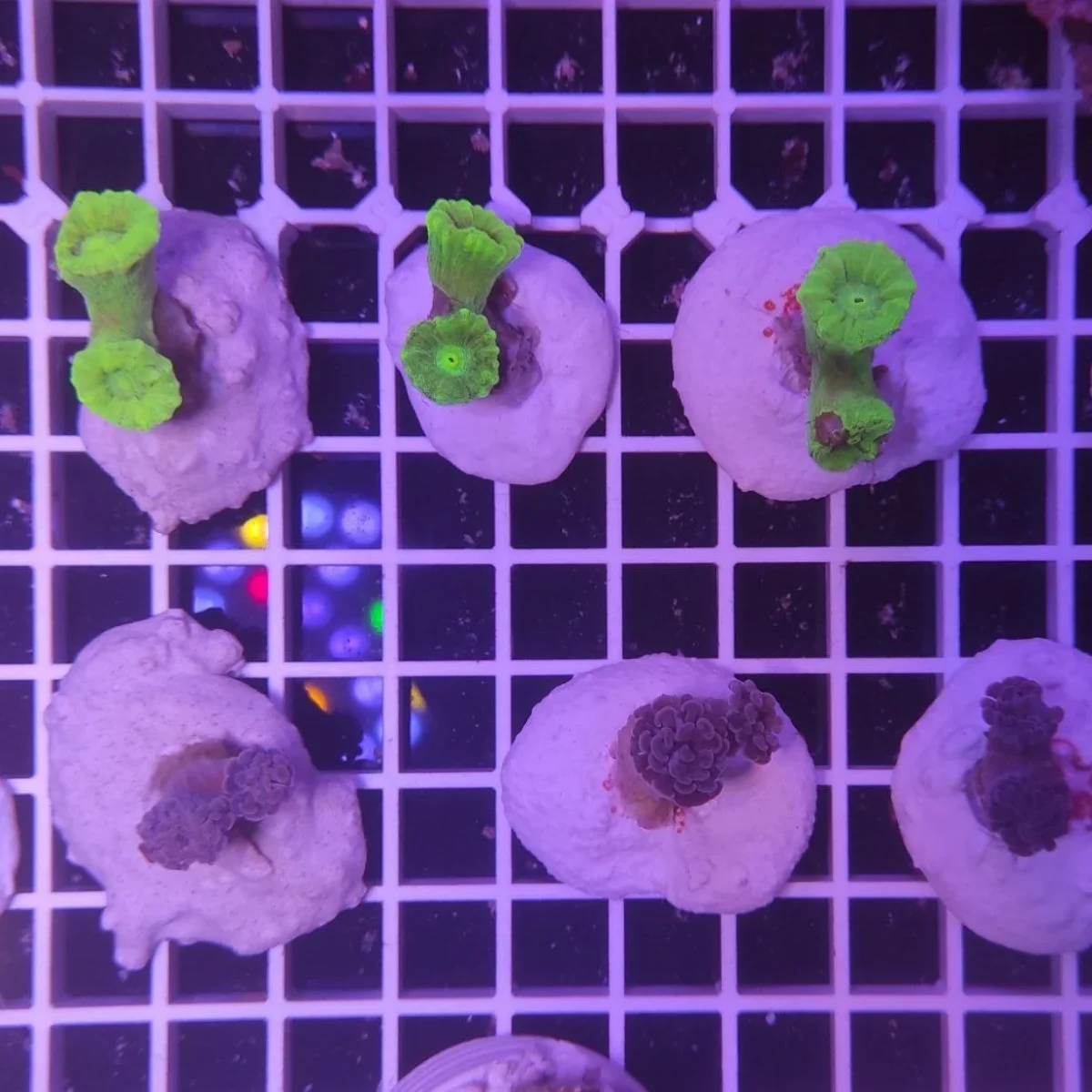 Basette per coralli – mini rocks 25 pz. - immagine 7