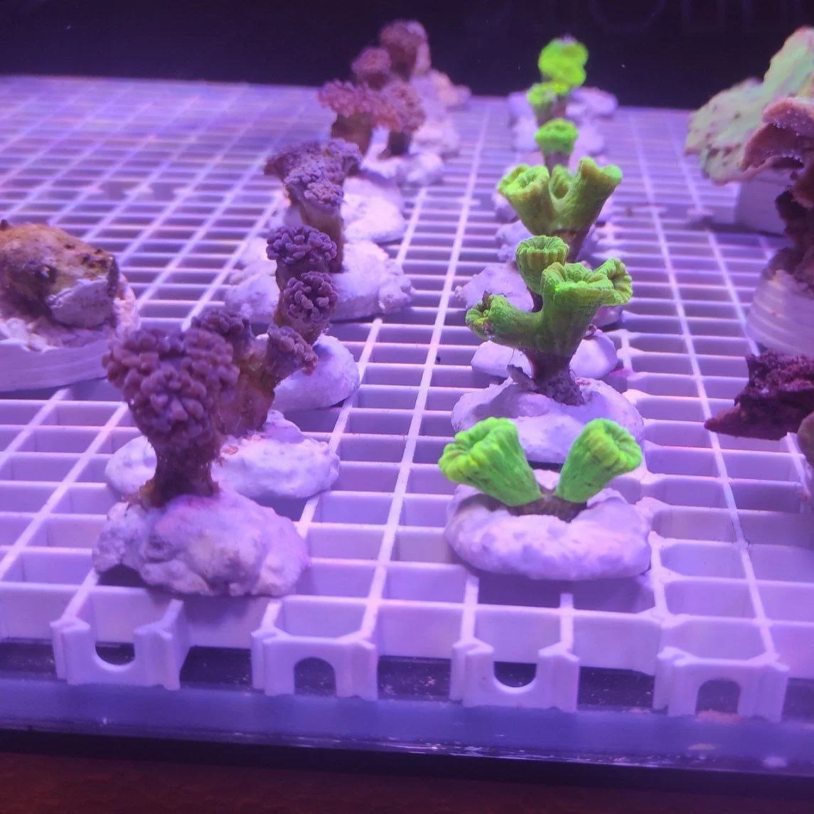 Basette per coralli – mini rocks 25 pz. - immagine 6