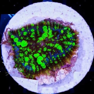 Rhodactis Plutonium Bounce