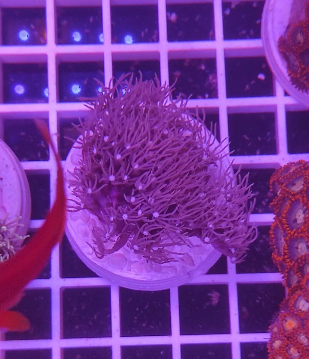 Clavularia viola - immagine 5