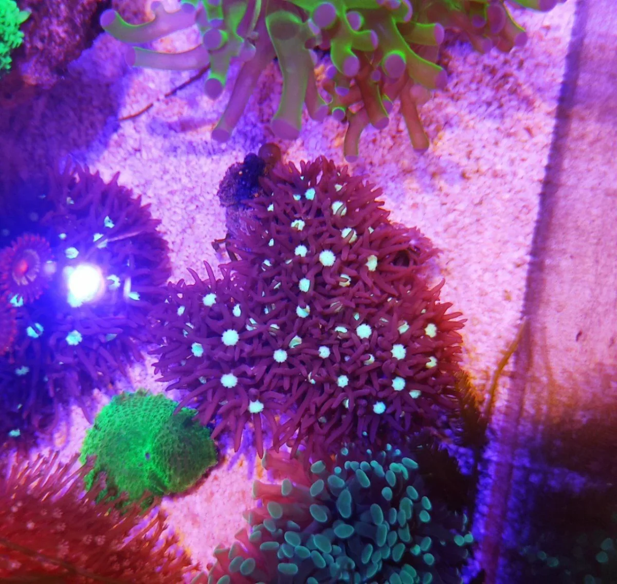 Clavularia viola - immagine 4