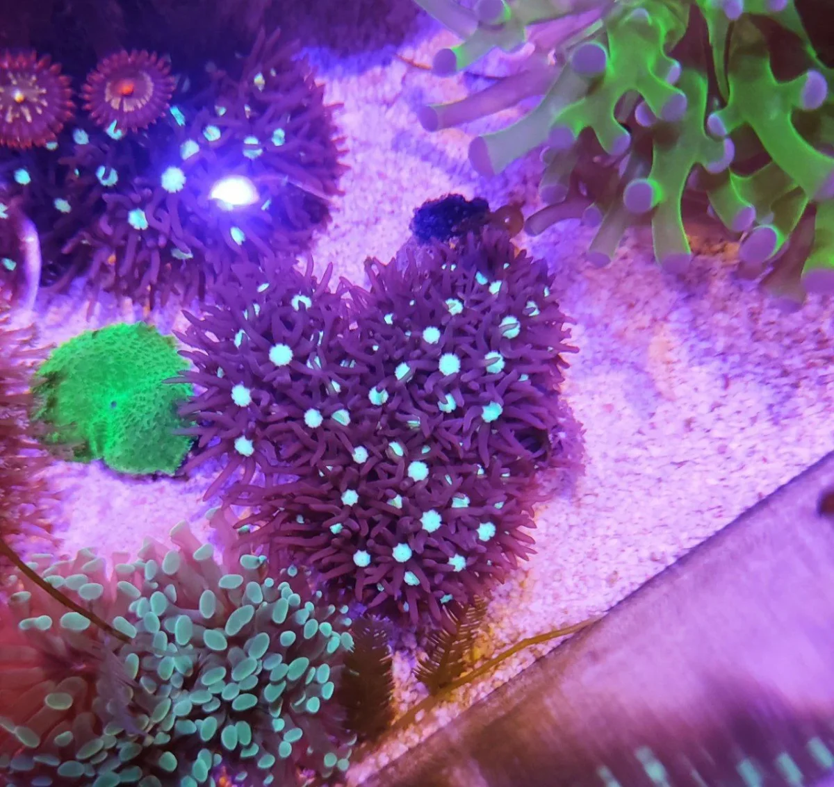 Clavularia viola - immagine 3