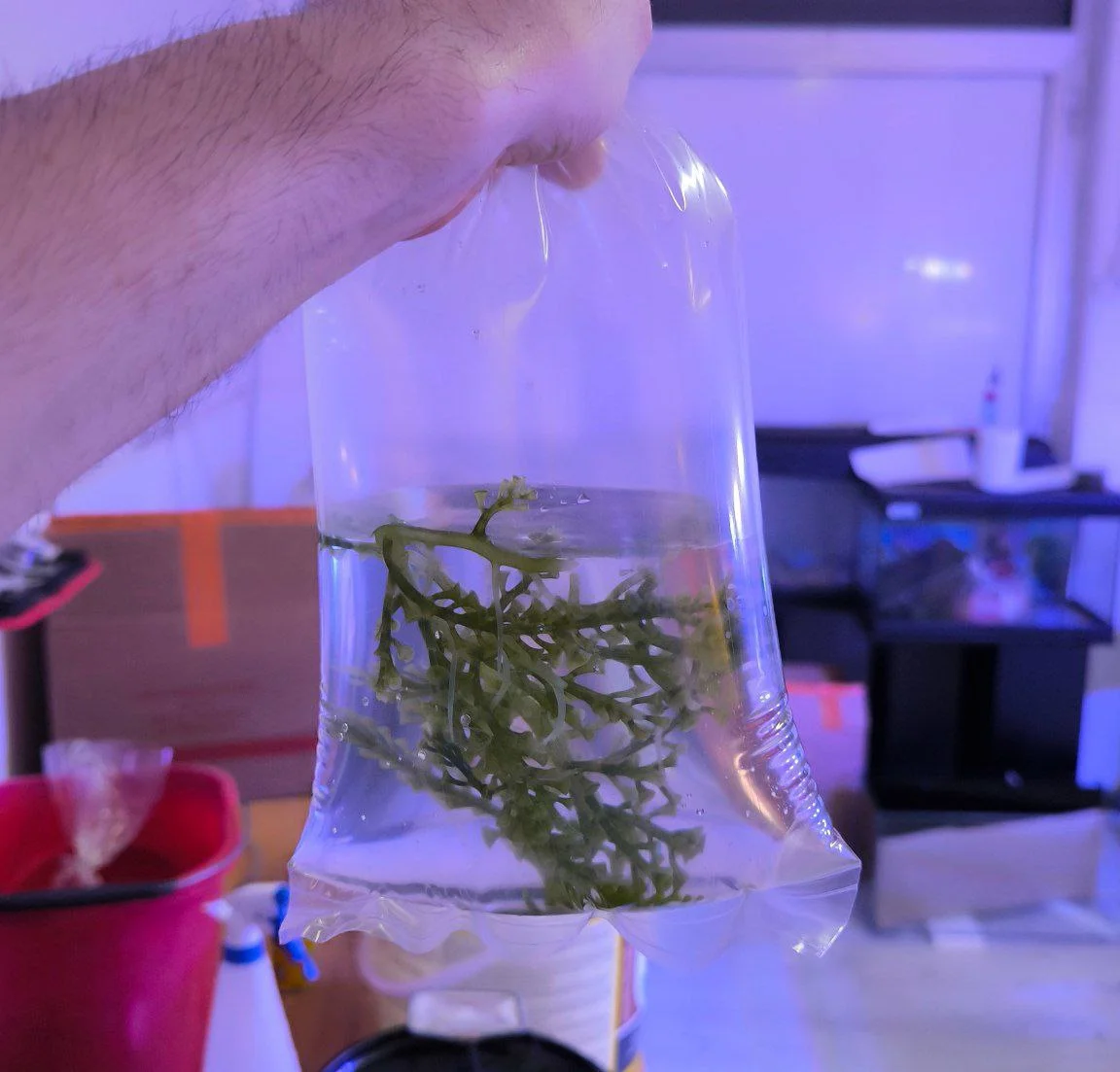 Starter – Caulerpa racemosa – RARITÀ - immagine 3