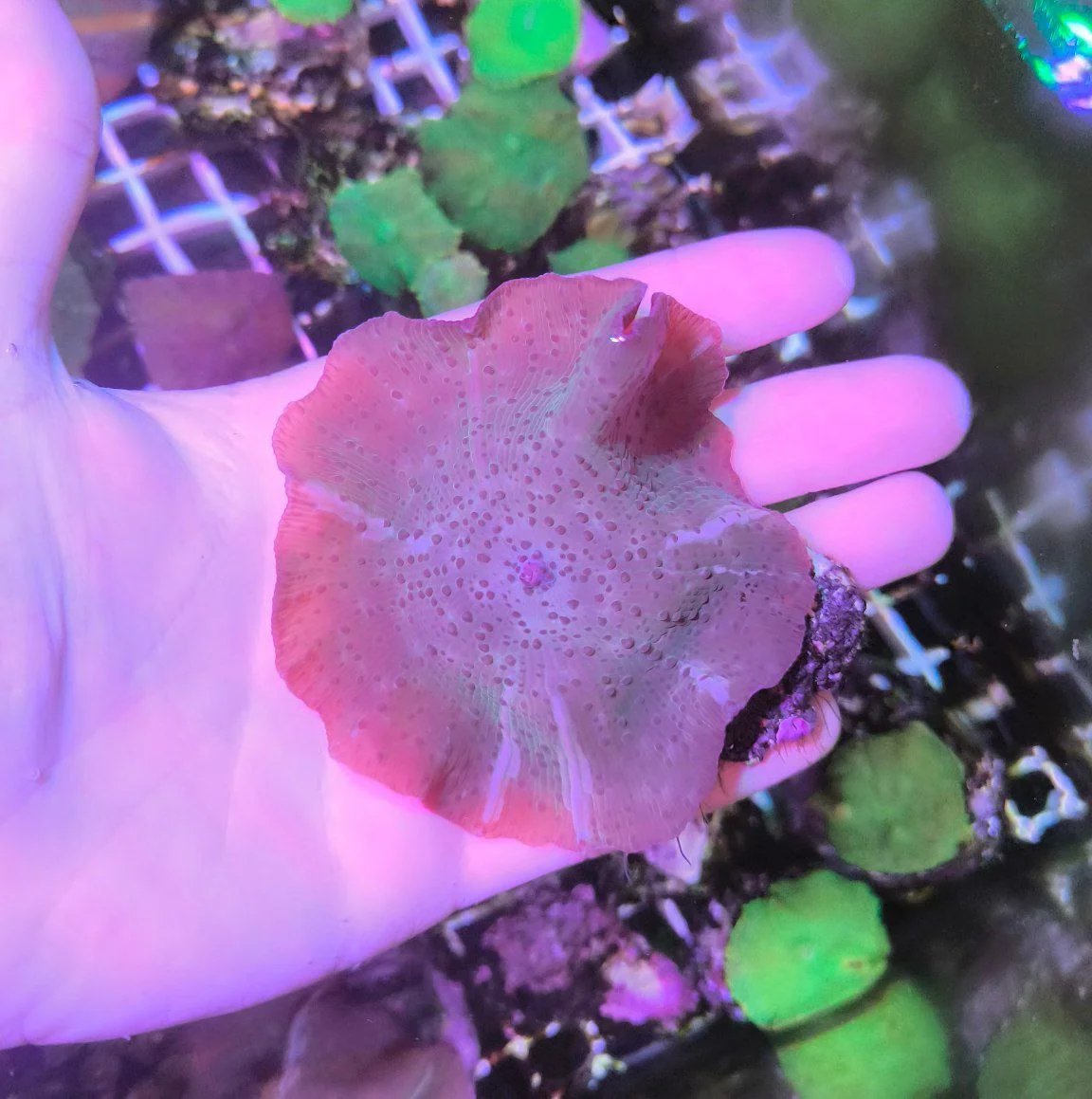 Discosoma brick spotted XXL WISIWIG - immagine 2