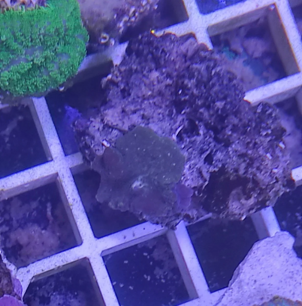 Discosoma sp. - immagine 3