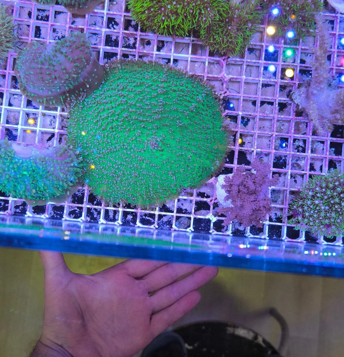 Amplexidiscus fenestrafer green orange – XXL 20 cm - immagine 3