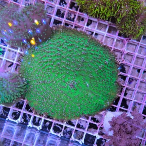 Amplexidiscus fenestrafer green orange – XXL 20 cm