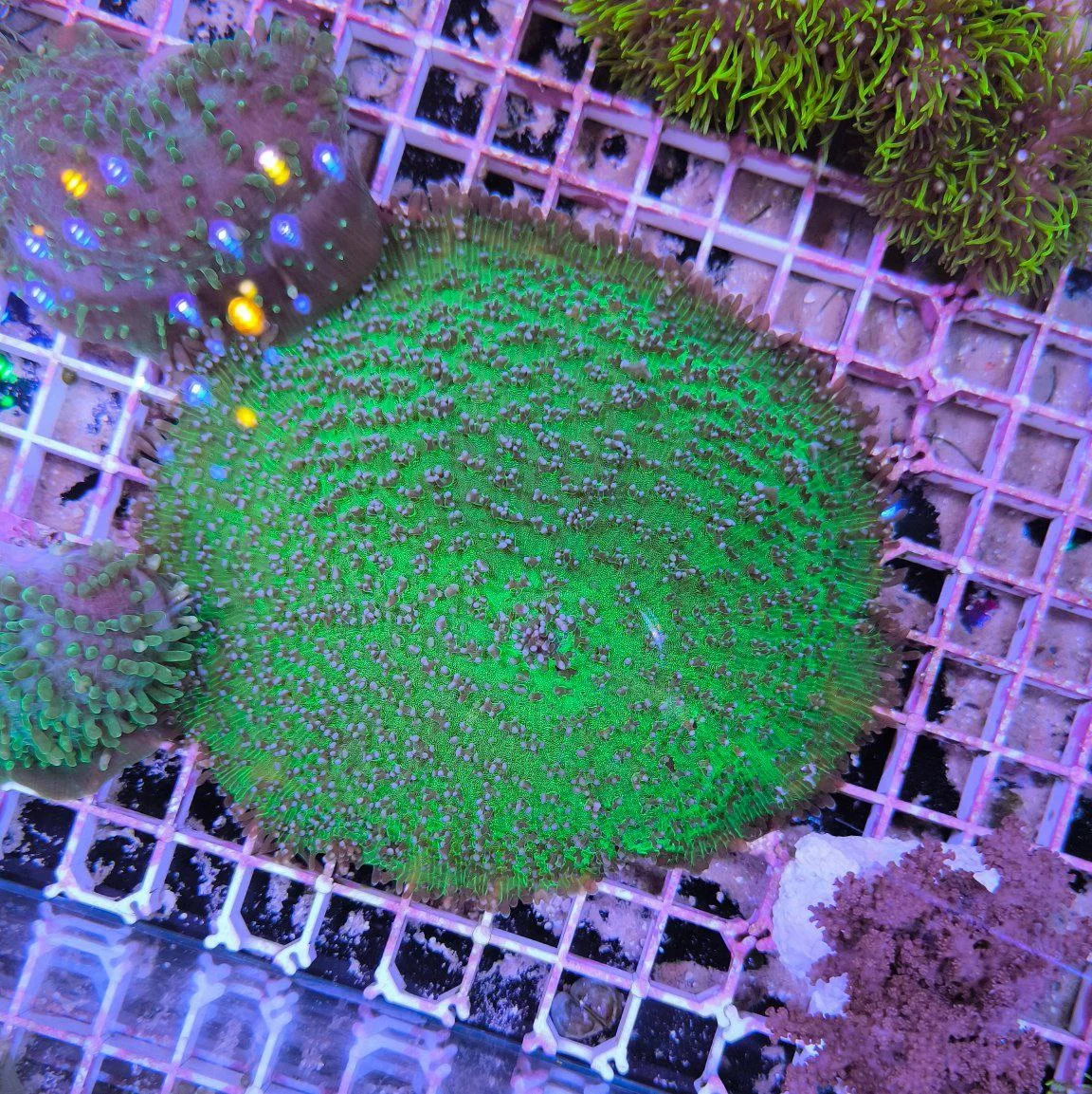 Amplexidiscus fenestrafer green orange – XXL 20 cm