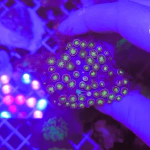 Zoanthus golden 30-40 polipi WYSYWYG