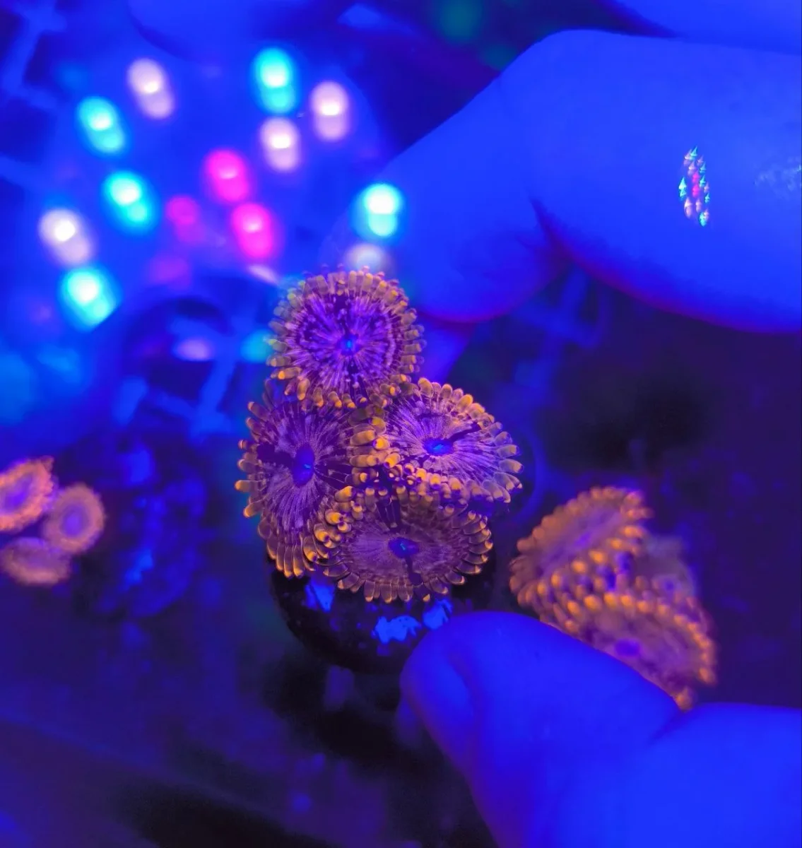 Zoanthus utter chaos – grado A+ – 4-5 polipi - immagine 4