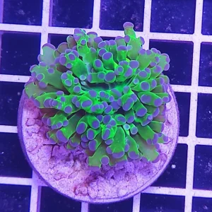 Euphyllia paradivisa 2 calici