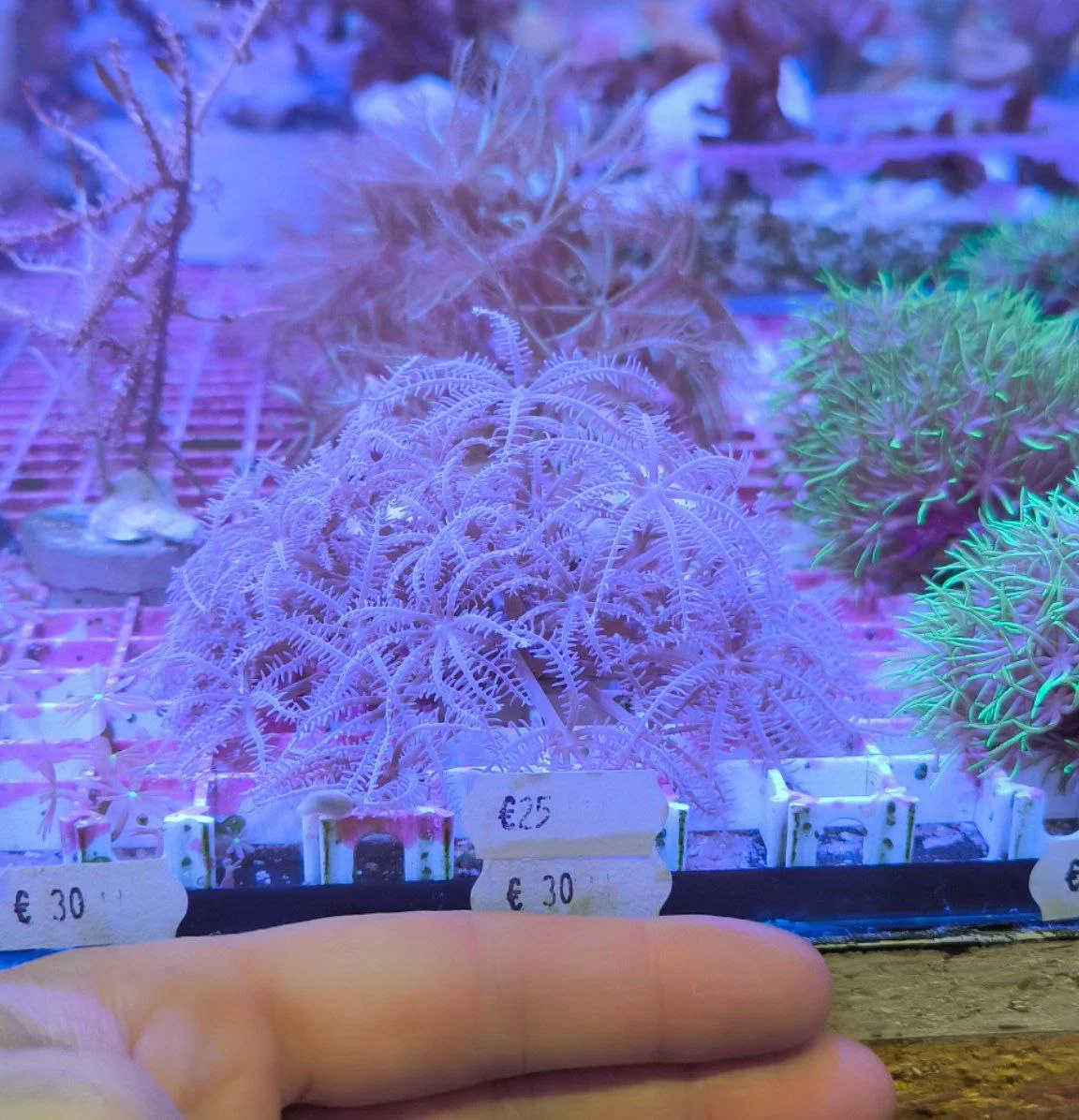 Anthelia pink – taglia grande - immagine 4