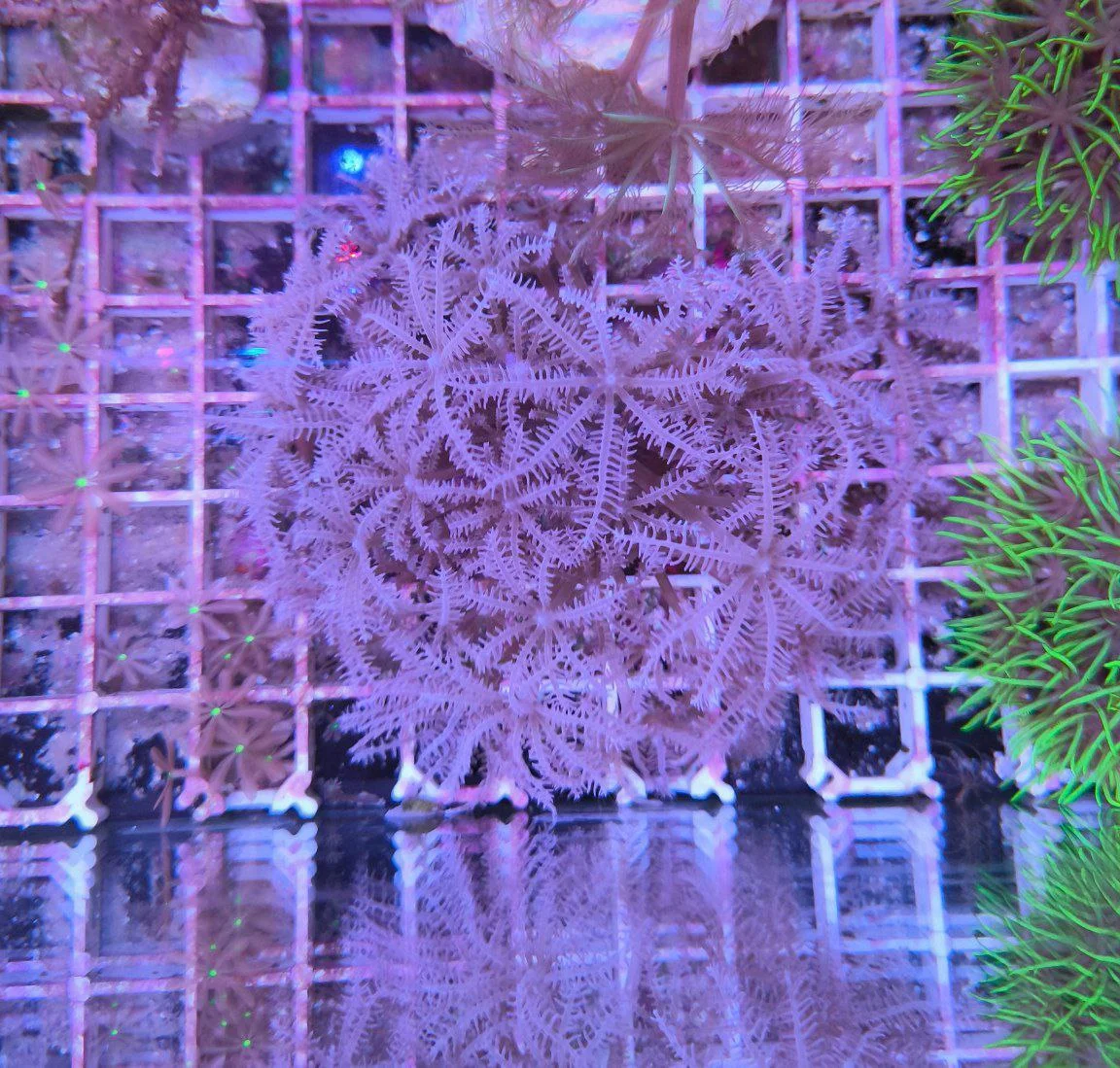 Anthelia pink – taglia grande - immagine 3