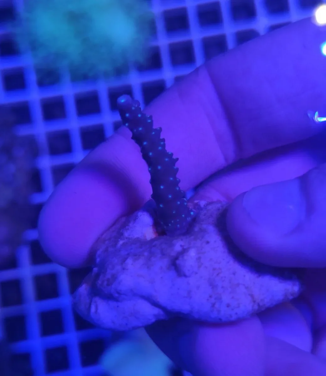 Acropora loisette blu – frag 3-5 cm - immagine 4