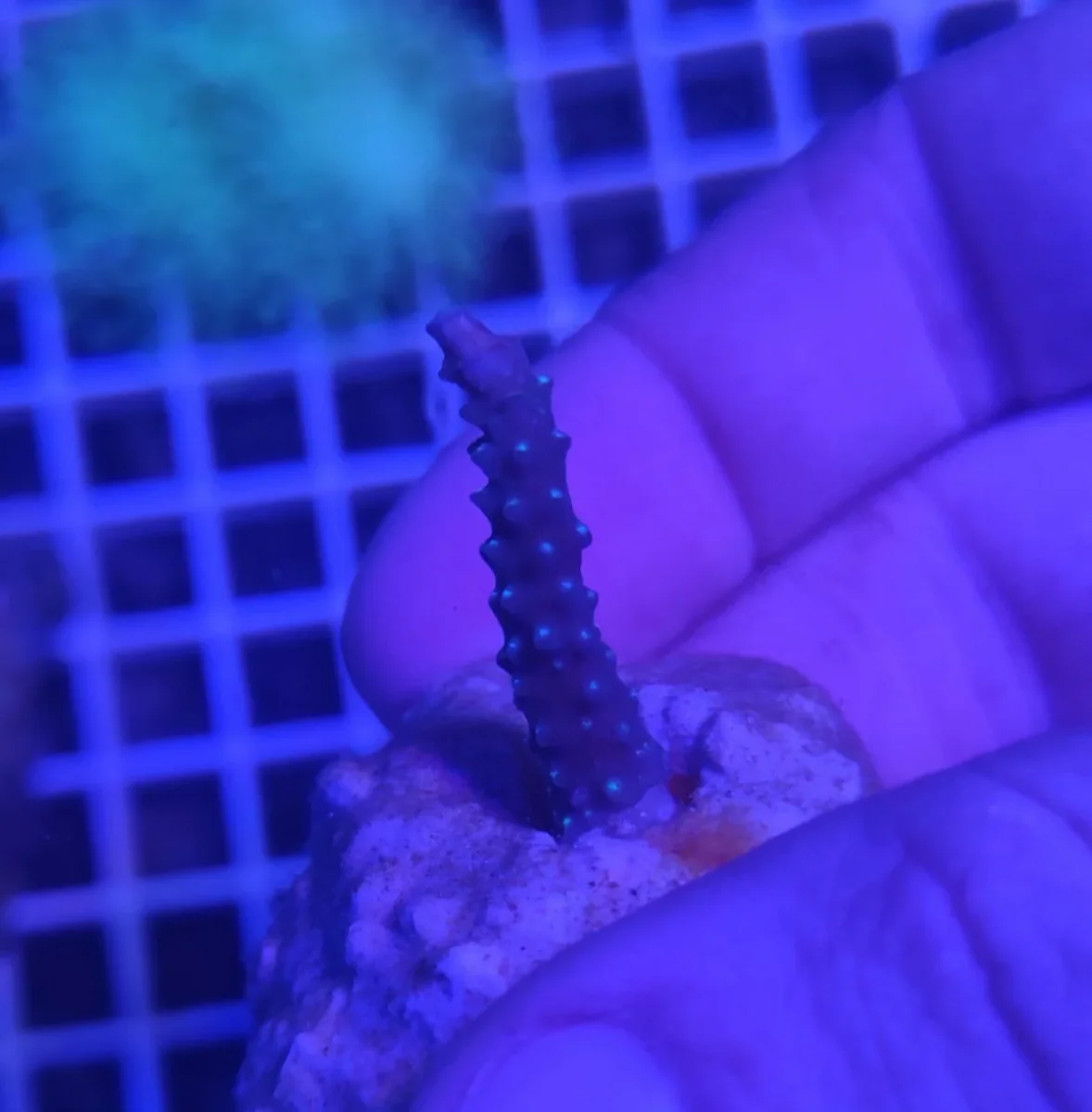 Acropora loisette blu – frag 3-5 cm - immagine 3