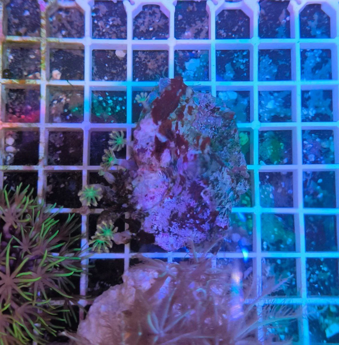 Anthelia papaya orange, taglia piccola - immagine 4