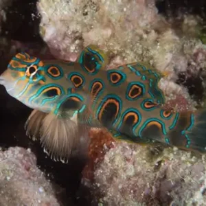 SYNCHIROPUS PICTURATUS