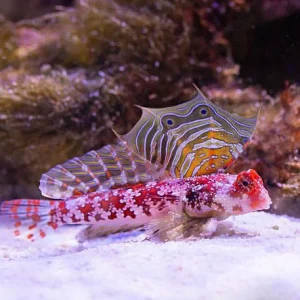 Synchiropus stellatus