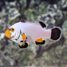 Amphiprion ocellaris platinum