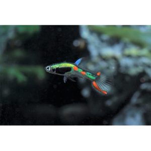 guppy endler  lime green