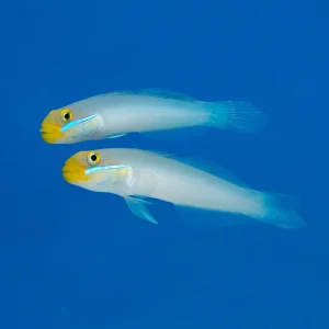 Valenciennea strigata