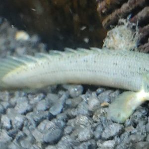 POLYPLERUS SENEGALUS