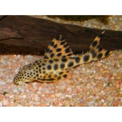 Hemiancistrus sabaji L 75