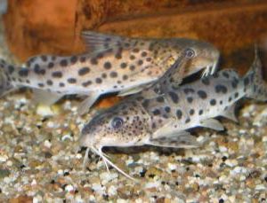 Synodontis njassae