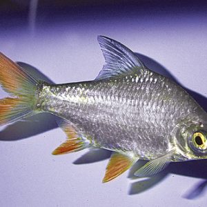 Barbus schwanenfeldi