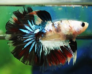 Betta splendens Calico HM