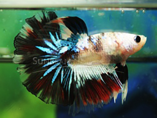 Betta splendens Calico HM - immagine 2