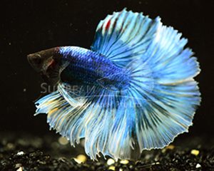 Betta splendens HM green
