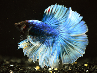 Betta splendens HM green