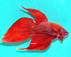 Betta splendens maschio red