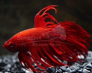 Betta splendens crown tail rosso