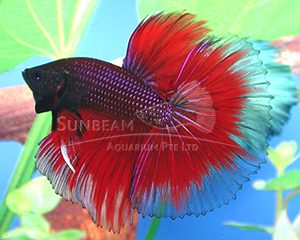 Betta splendens HM red