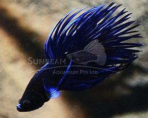Betta splendens crowntail blu