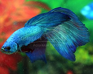 Betta splendens maschio green