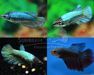 Betta splendens Mix femmine HM