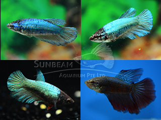 Betta splendens Mix femmine HM - immagine 2