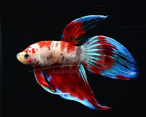 Betta splendens koi