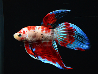 Betta splendens koi