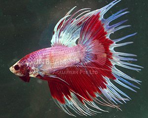 Betta splendens crown tail tricolor