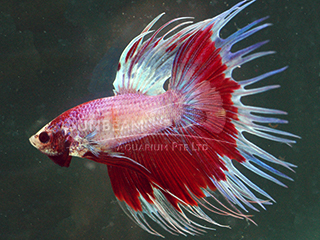Betta splendens crown tail tricolor - immagine 2
