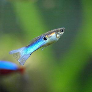 Endler blu japan ( maschio )