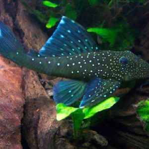 l128 hemiancistrus sp. blue phantom