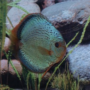 Discus snake skin blu solid