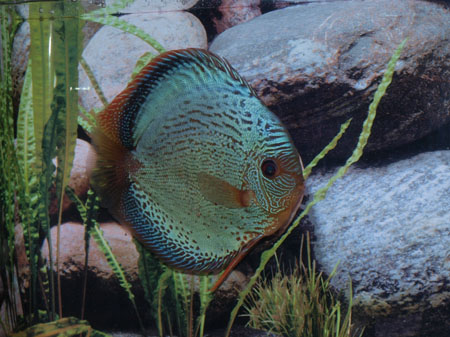Discus snake skin blu solid