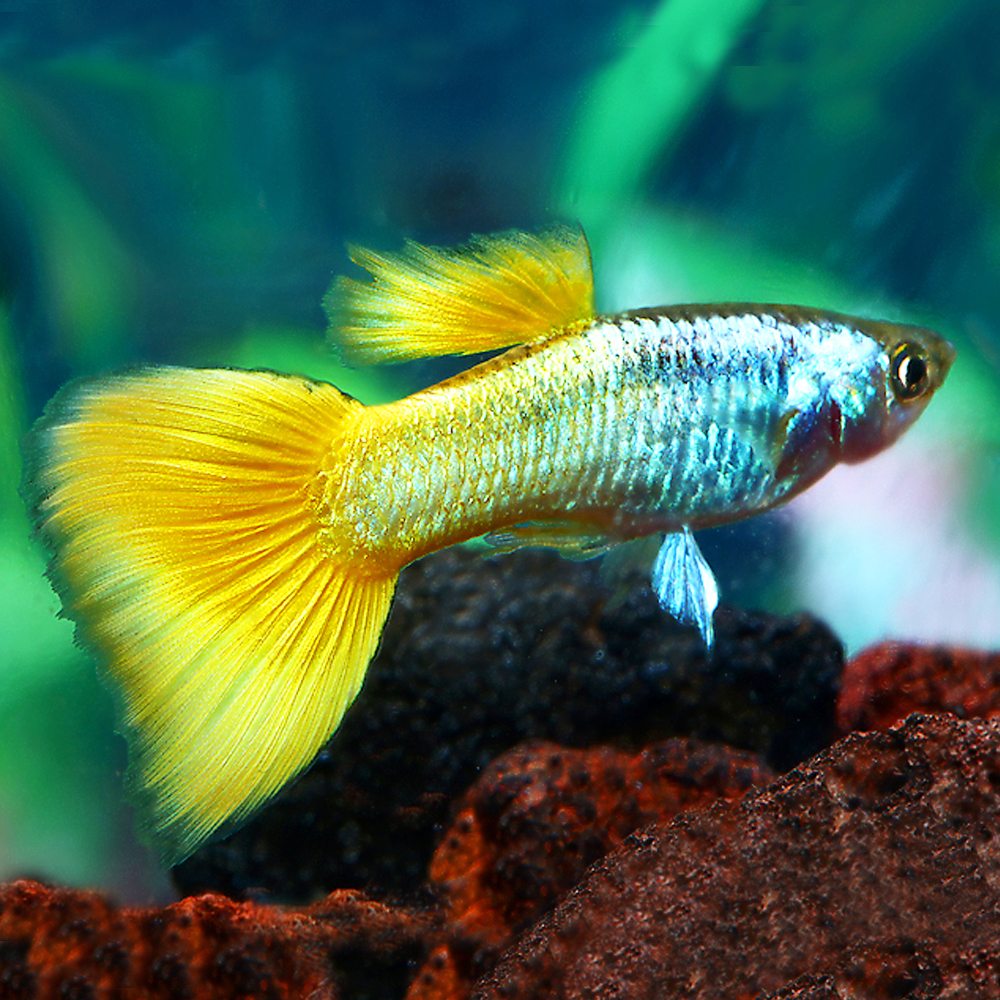 Poecilia Reticulata yellow ( maschio )